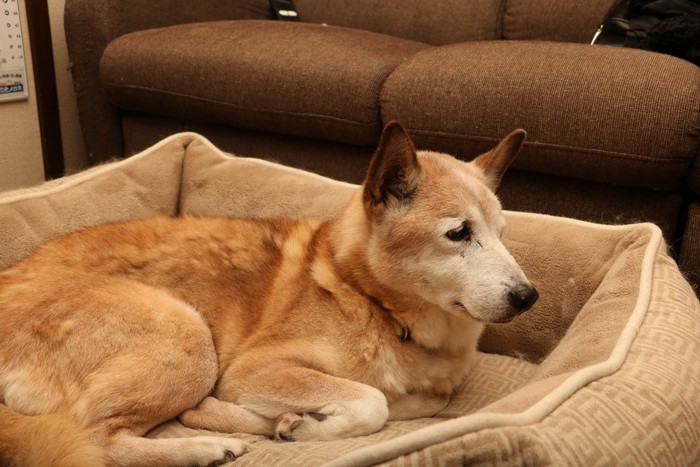 ベッドで寛ぐ老犬