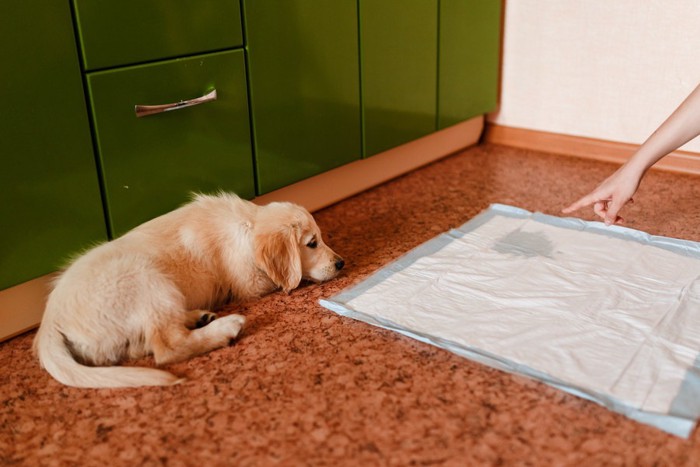 トイレシートでおしっこした犬