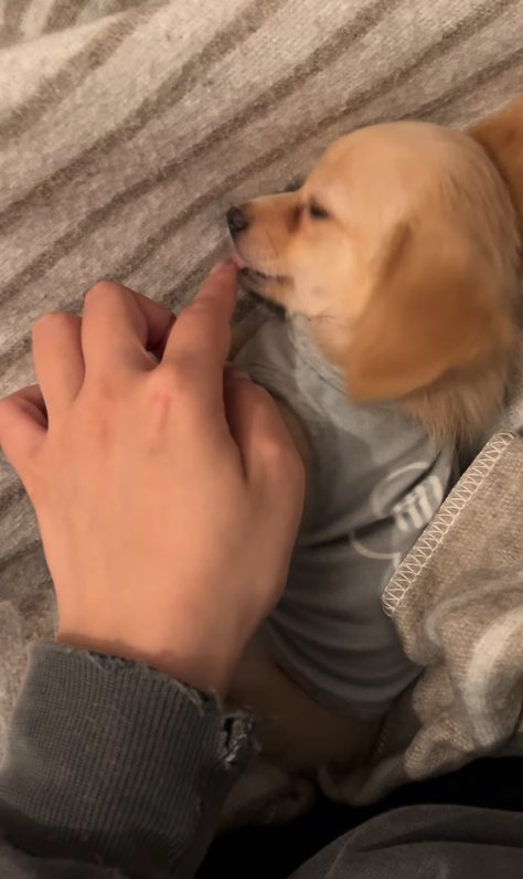 子犬の舌を触った飼い主