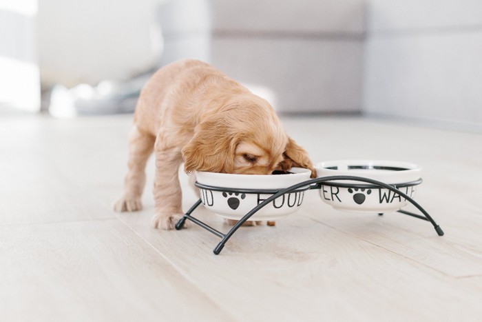 ごはんを食べる子犬