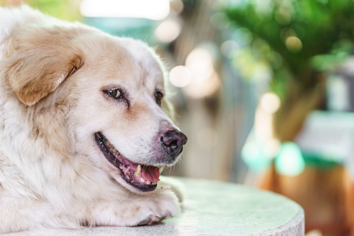 少し太り気味の犬