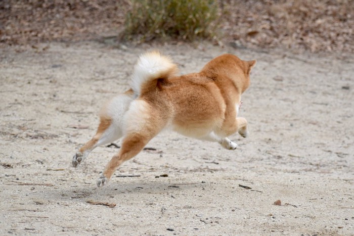 逃げる柴犬の後ろ姿