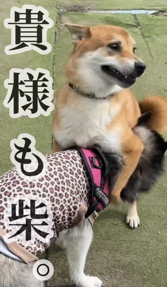 犬の背中に前脚を乗せる柴犬