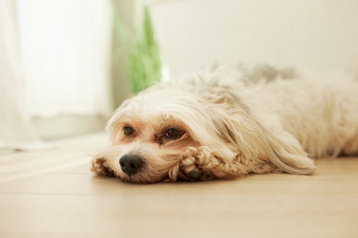 伏せている犬