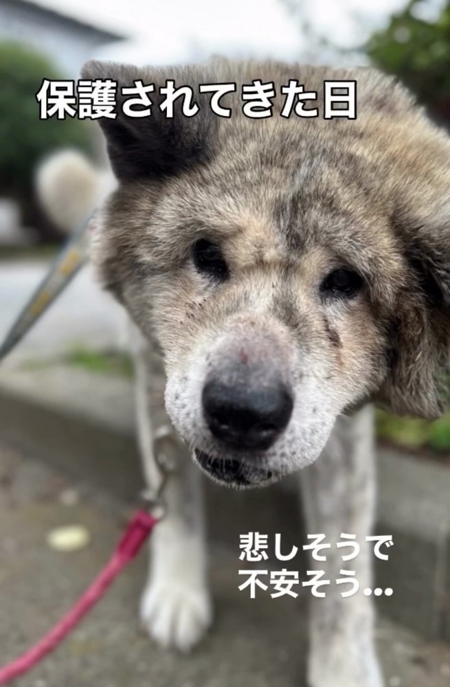 うつむき気味にこちらを見る犬