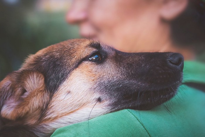 飼い主に抱きしめられている犬