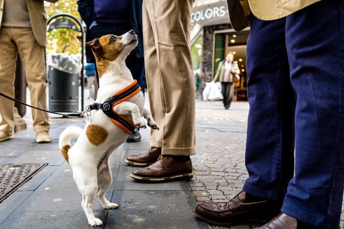 人を見上げる犬