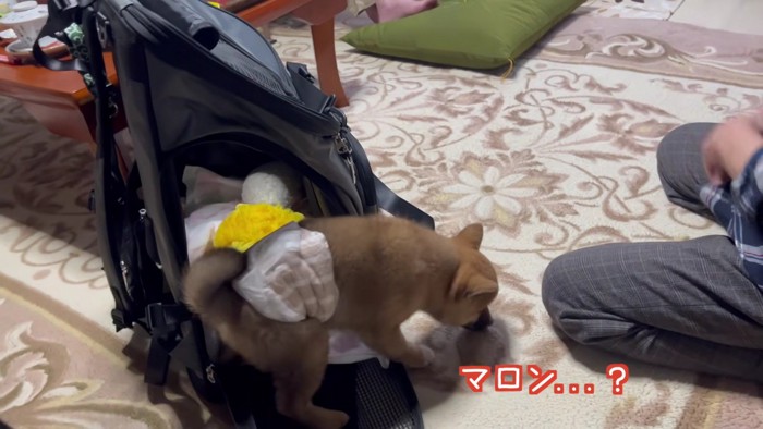 マロンちゃんを亡くしていた