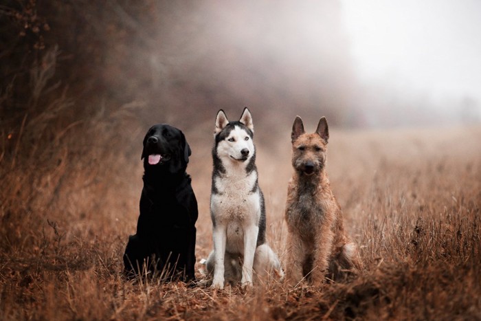 茂みに座る3頭のタイプの違う犬