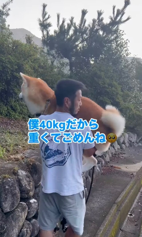 抱っこされる秋田犬