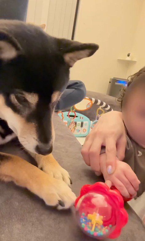 おもちゃを奪った麦ちゃん7