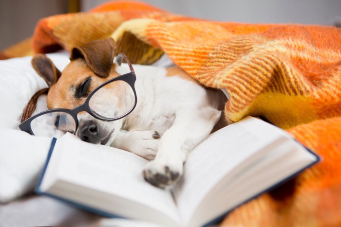 読書中に寝落ちした犬