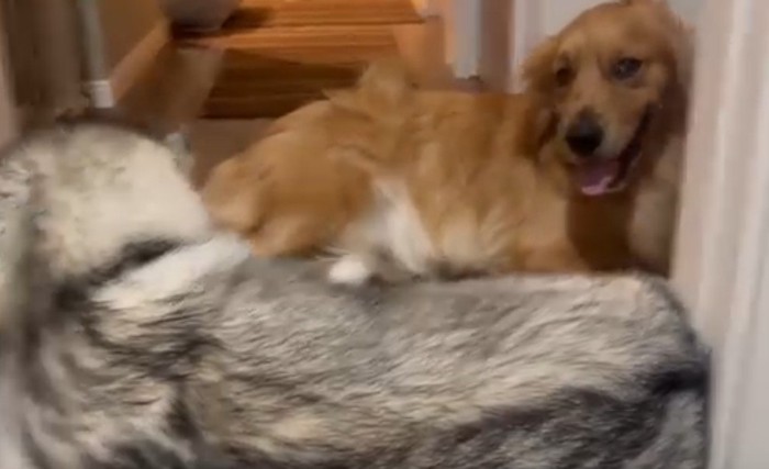 「弟が元気すぎる…」