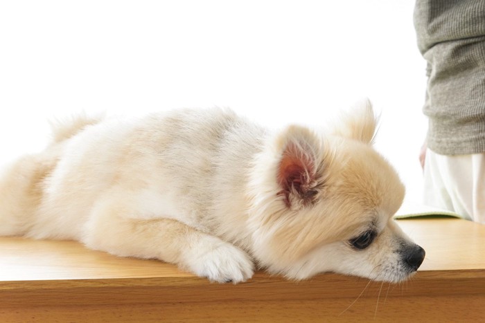 しょんぼりしている犬