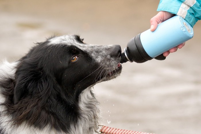 飲み物を貰う犬