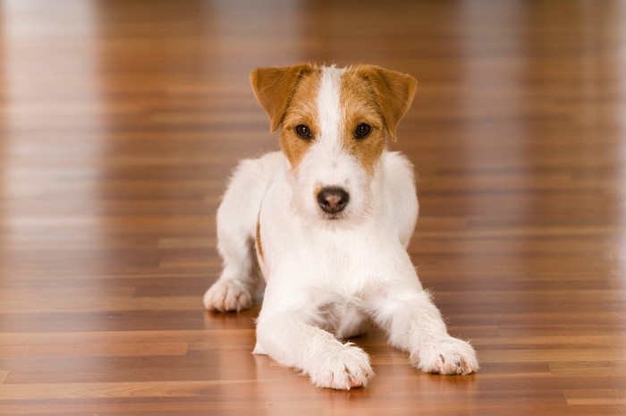 フローリング上の犬