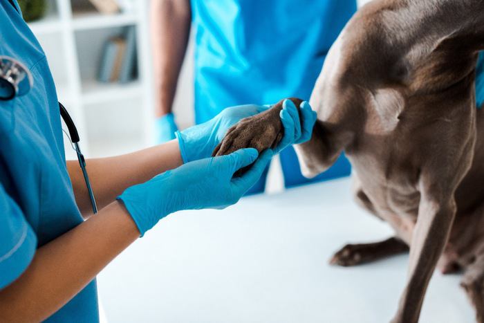 病院でチェックを受けているグレーの犬