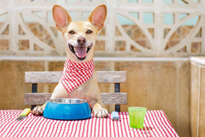 ご飯を待つ犬