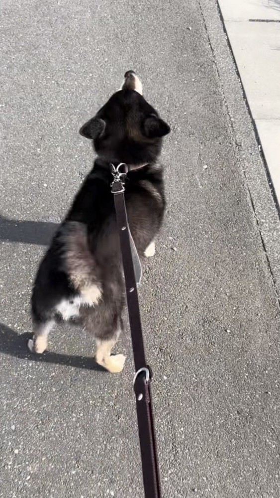 耳を倒して尻尾を振る黒柴