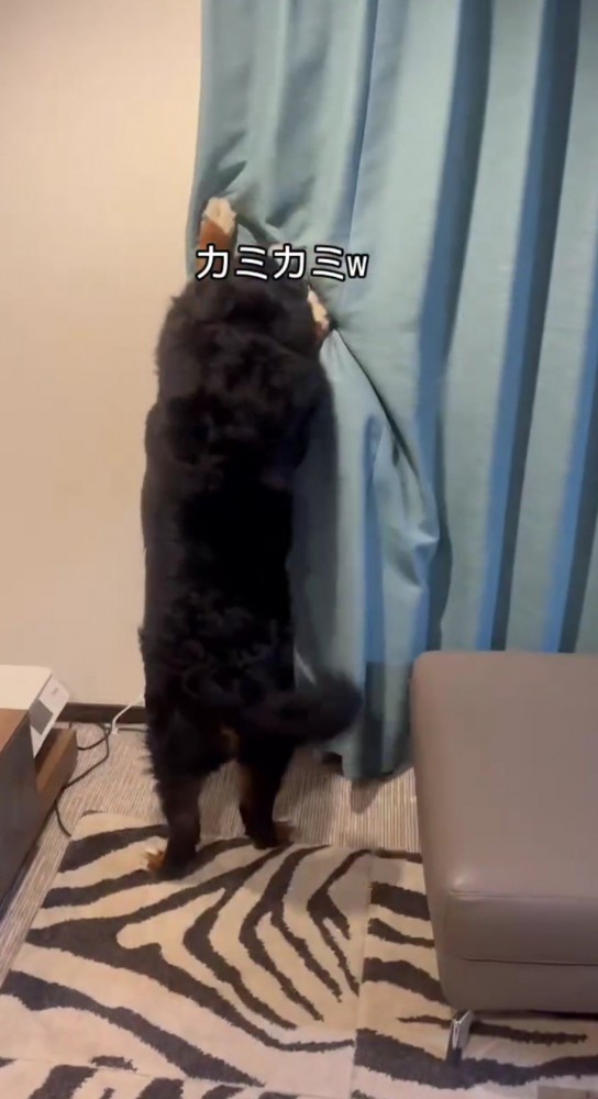 カーテン越しに女性を甘噛みする犬