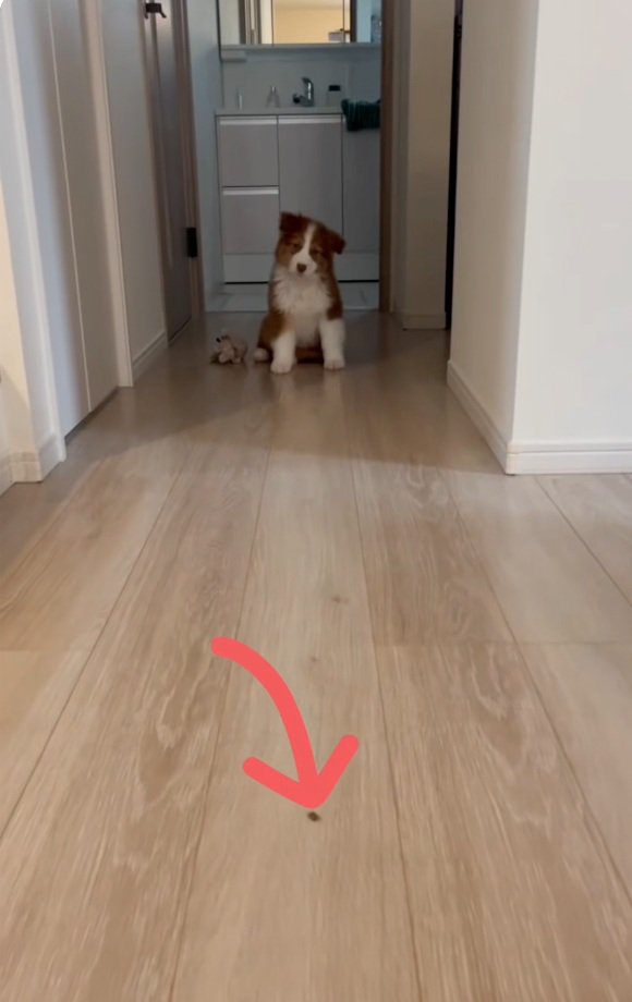 オヤツを前にすわるアンディ君