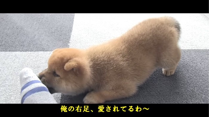 飼い主の足で遊ぶ子犬