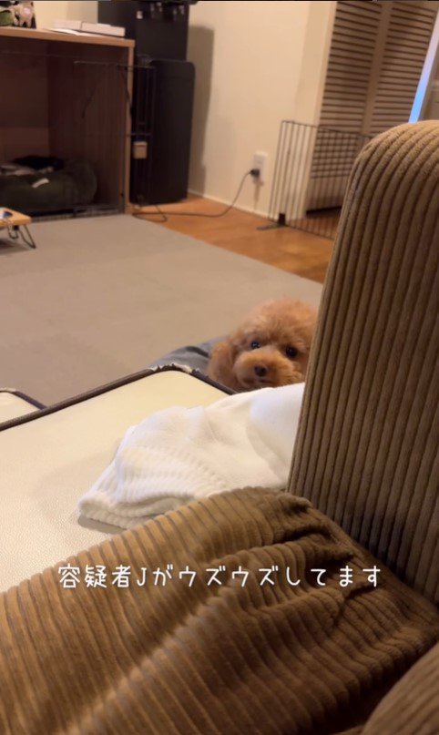 靴下を盗むジュリちゃん4