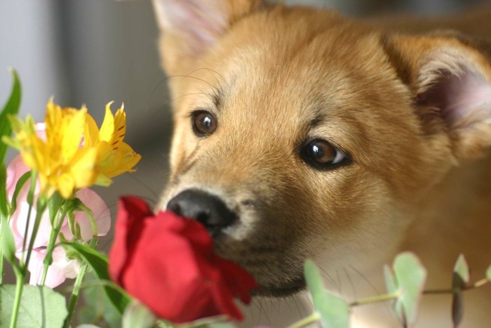 花の匂いをかぐ柴の子犬