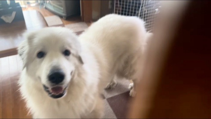 扉の向こうから飼い主を見る犬