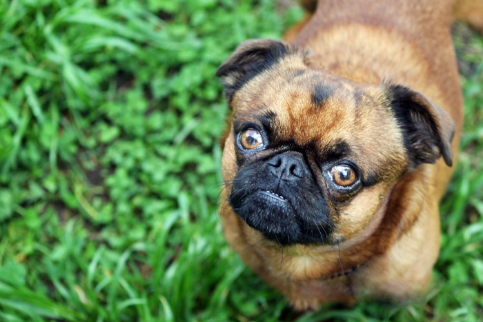 上を見上げるプチブラバンソンの顔のアップ