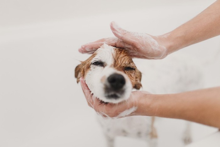 シャンプー中の犬