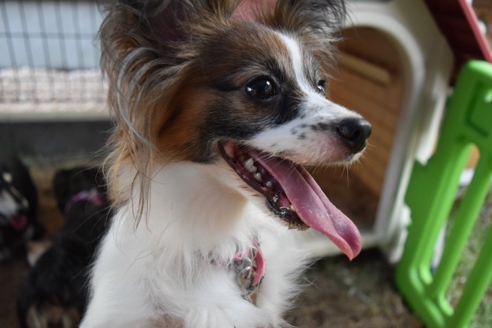 犬小屋の前で立ち上がるパピヨン