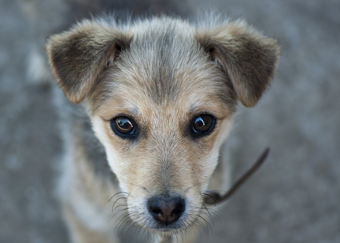 少し寂しそうな表情の犬