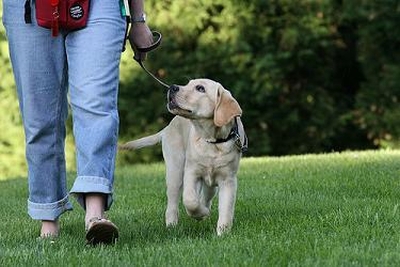 散歩する犬