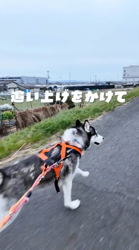 舗装された道を駆ける若いハスキー犬