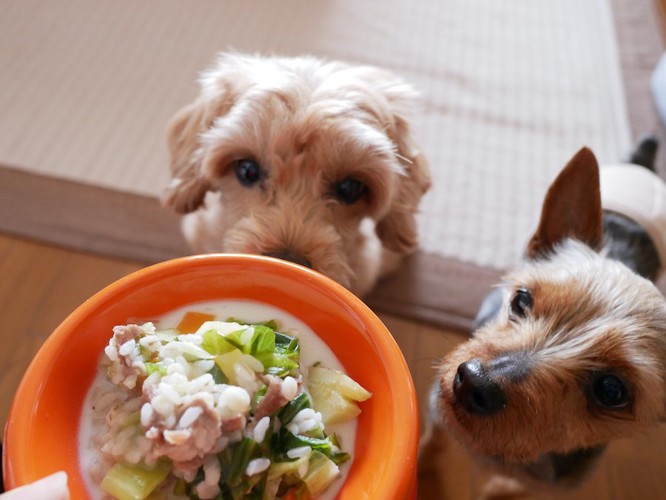 準備中のごはんを見つめる二匹の犬