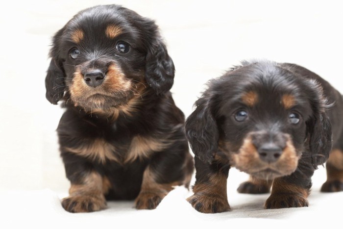 ミニチュアダックスの子犬たち