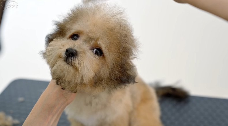 カメラの方を見る犬