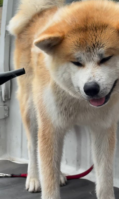 毛を吹き飛ばす陸奥くん9％「おじいちゃん、ありがとう♪」