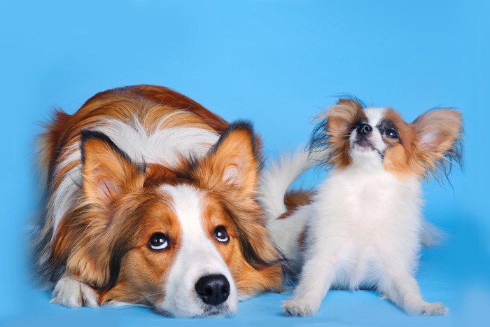 横に並んでいる大きな犬と小さな犬