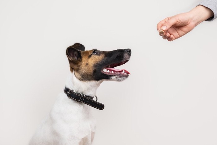 オヤツをもらおうとしている犬