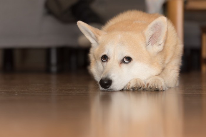 床に伏せる犬