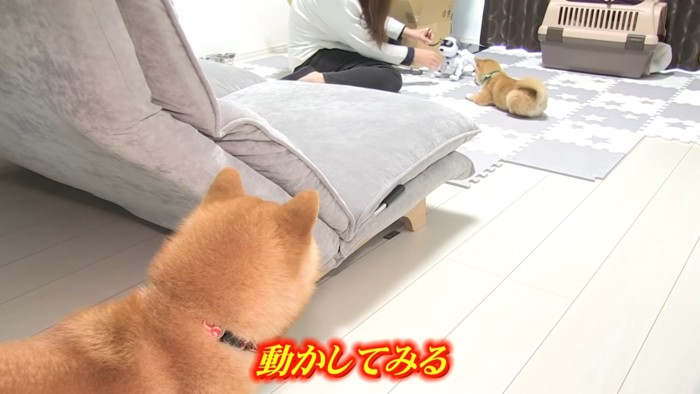 犬型ロボット、始動！！