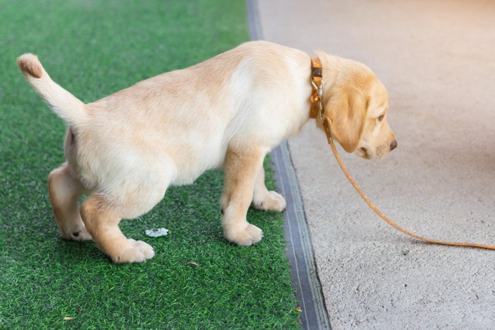 おしっこ中のレトリバー子犬