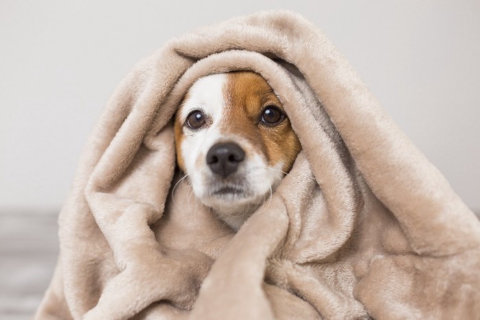 毛布に包まれてこちらを見る犬