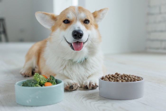 餌の前で笑顔の犬