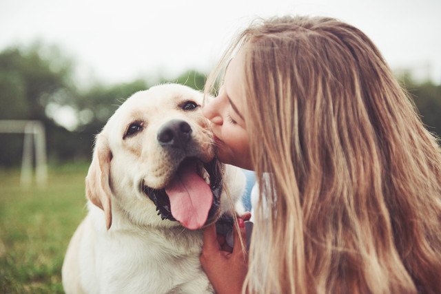 犬と飼い主の写真