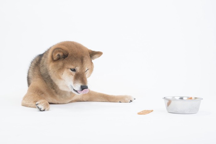 ドッグフードではなくおやつを見る柴犬