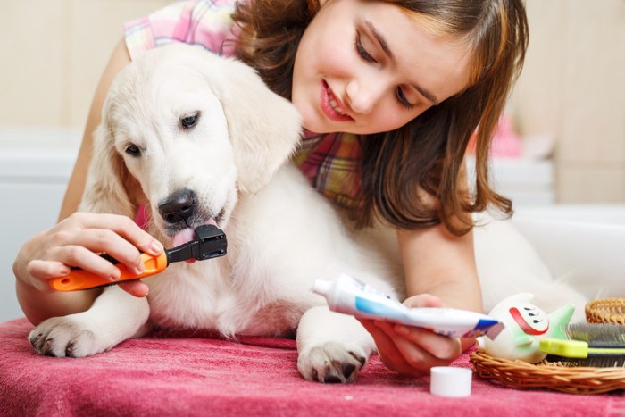 歯磨きグッズと子犬