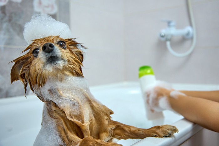 泡だらけの犬